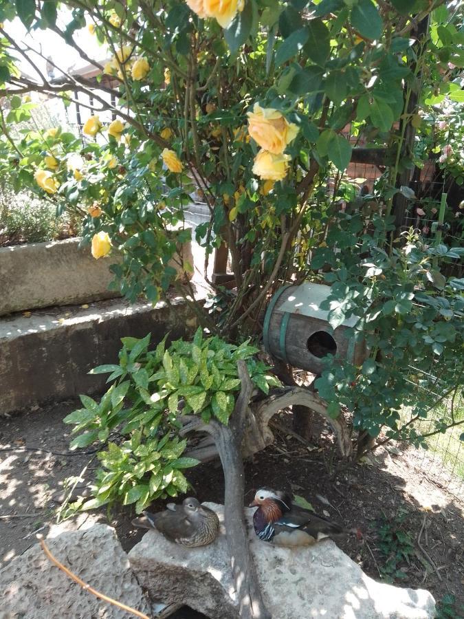 Guest House Amazonia Varna Bagian luar foto